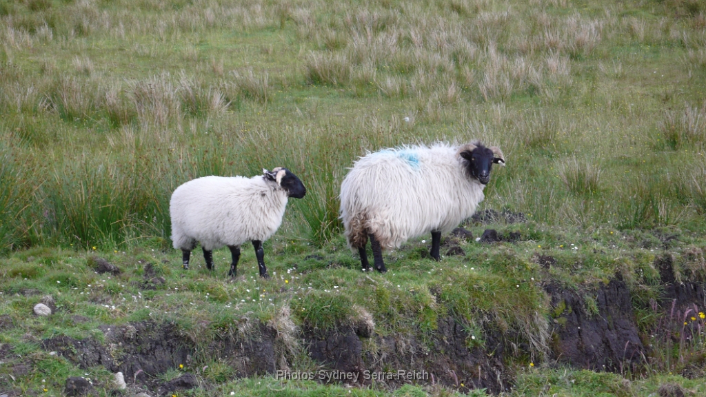 moutons irlandais et tourbe.JPG - moutons irlandais et tourbe. Juin 2008